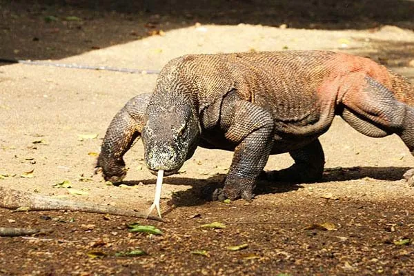 Giorno 7 - Pink Beach, Komodo, Pempe Island, Kalong Island