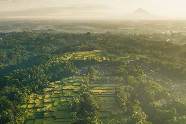Giorno 10 - Trasferimento da Pemuteran a Ubud
