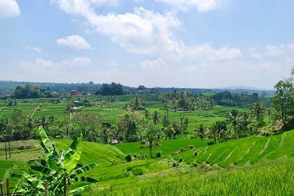 Giorno 4 - Bedugul e Jatiluwih