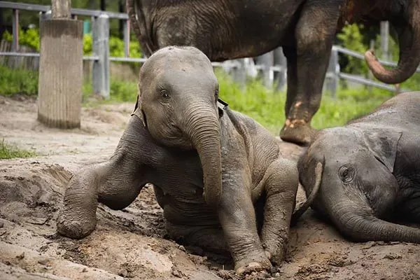 GIORNO 6 - Visita all’Elephant Jungle Sanctuary