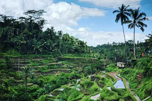 Giorno 2 - Visita alle risaie di Tegalalang e al Gunung Kawi