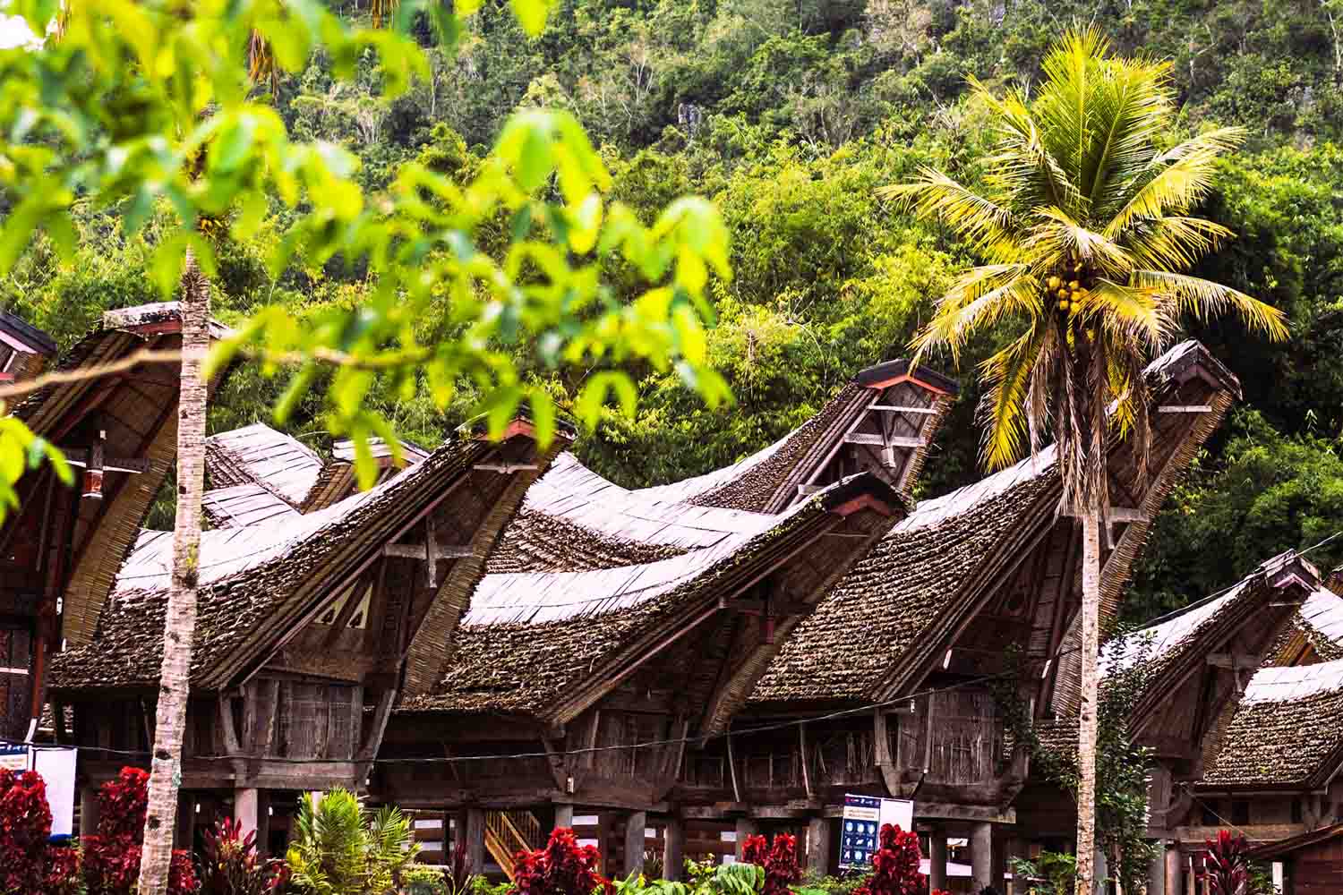 Alla scoperta del Sulawesi: le antiche tradizioni di...