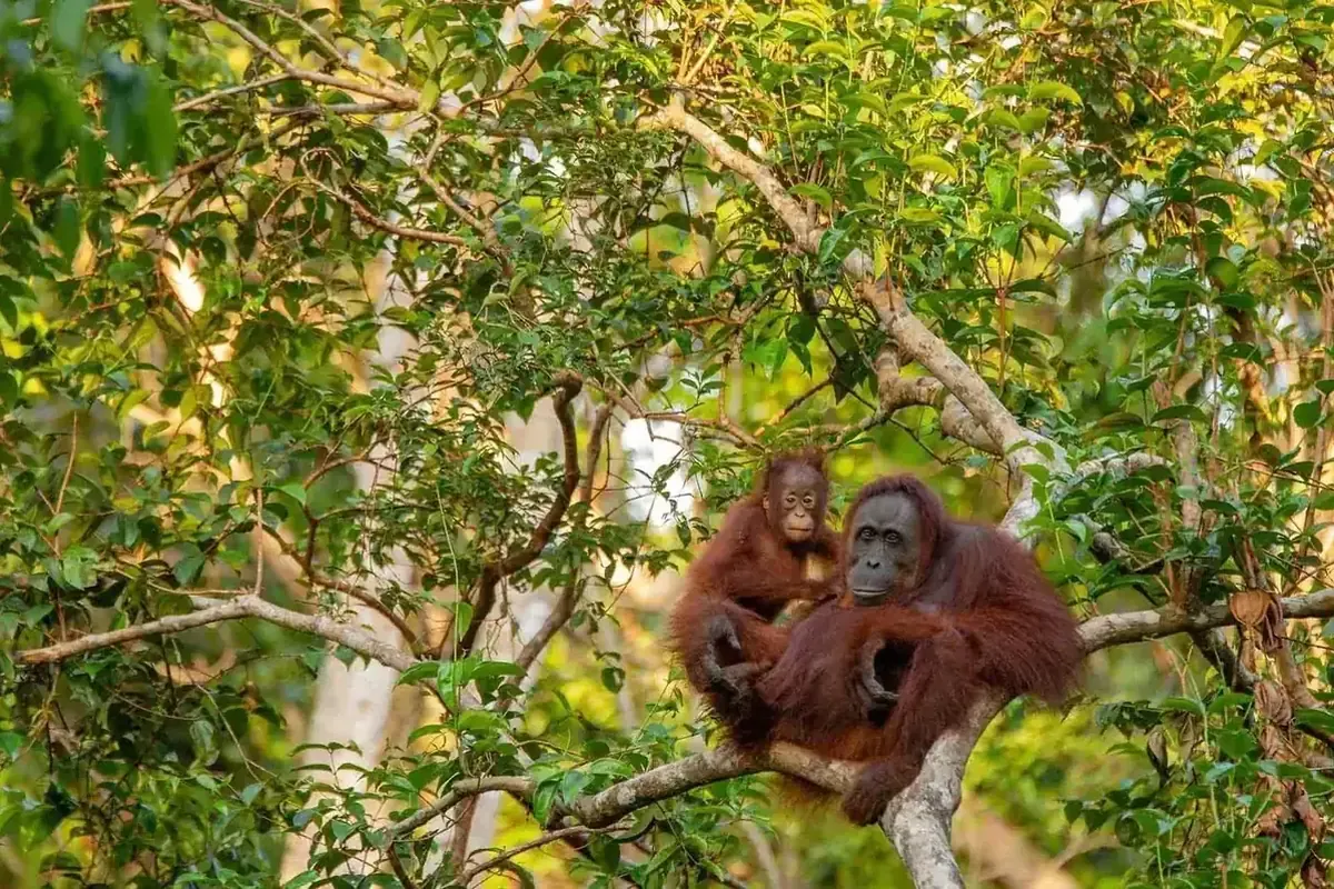 Dalla giungla del Borneo al mare cristallino di...