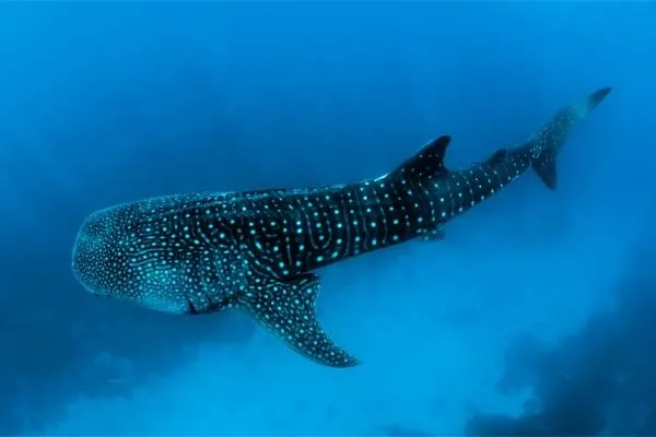 Giorno 8 - incontro con lo Squalo balena