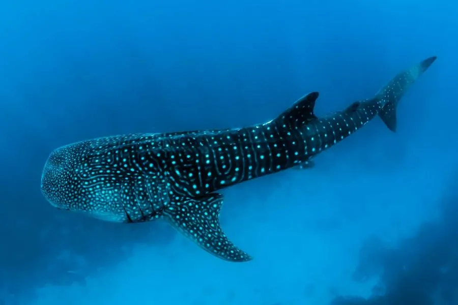 Nuotare con squalo balena al largo di sumbawa