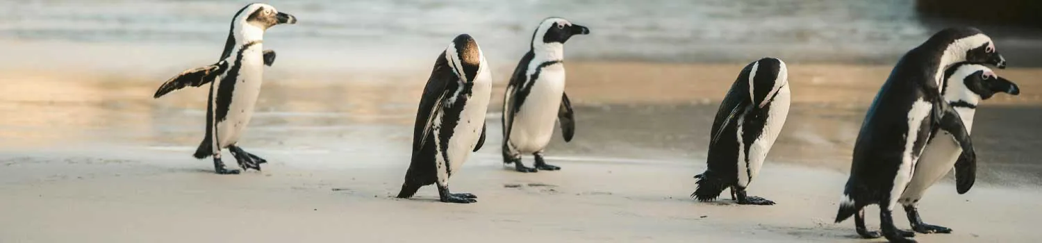 pinguini a passeggio su una spaiggia del sud africa