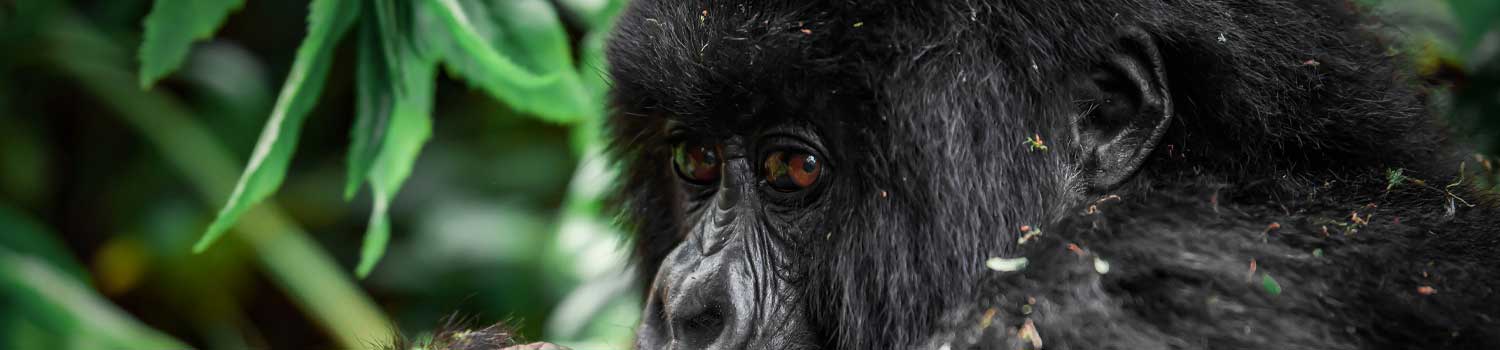 i rari gorilla di montagna nella giungla del Rwanda