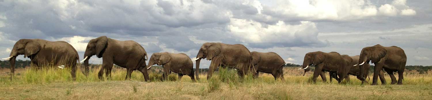 elefanti in migrazione nel Chobe National Park in Botswana