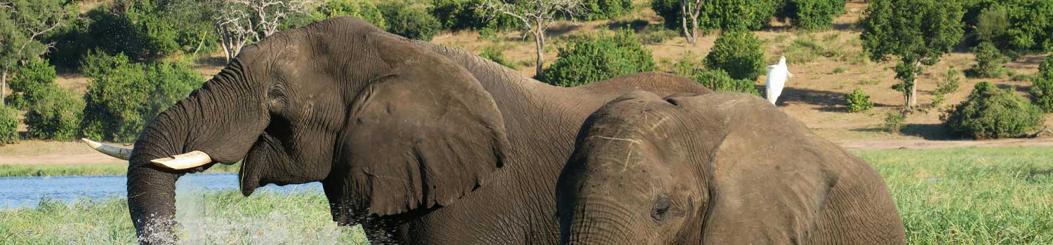 elefanti si abbeverano ad una pozza in botswana