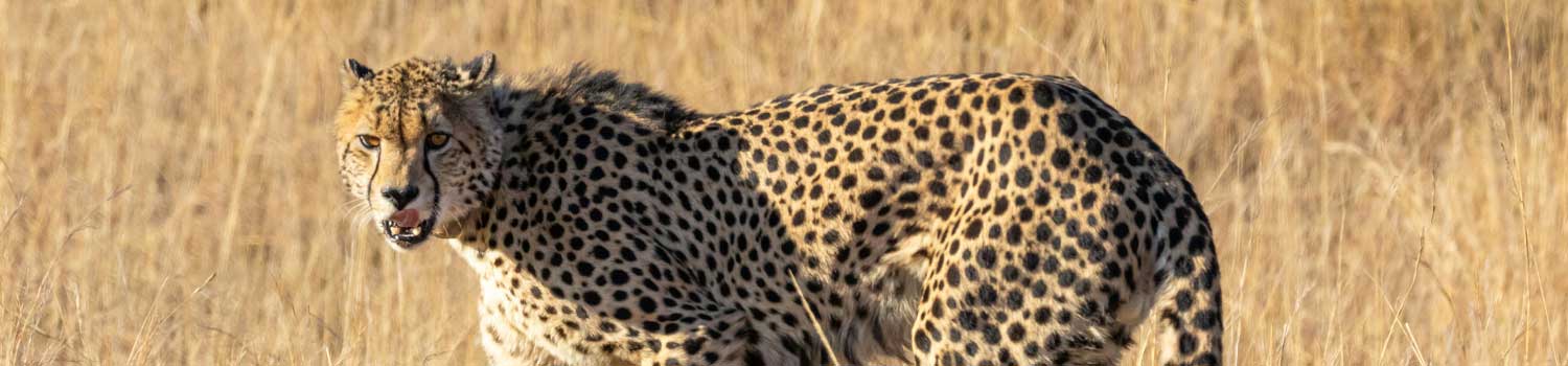 gli incontri nella savana sudafricana