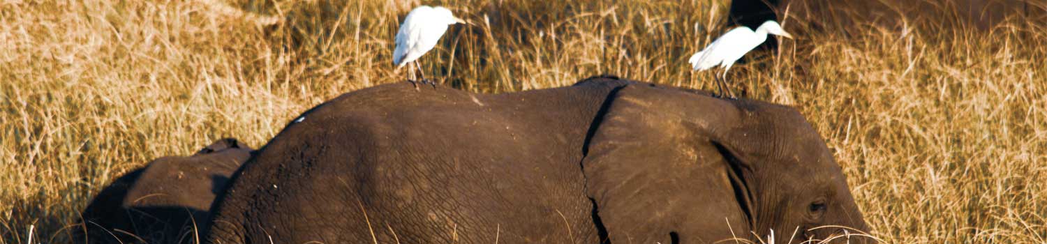 elefanti si riposano nel Parco Nazionale di Gorongosa
