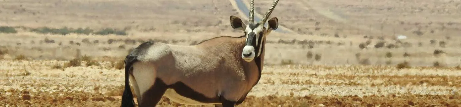 un Orice Gazzella nel deserto della Namibia