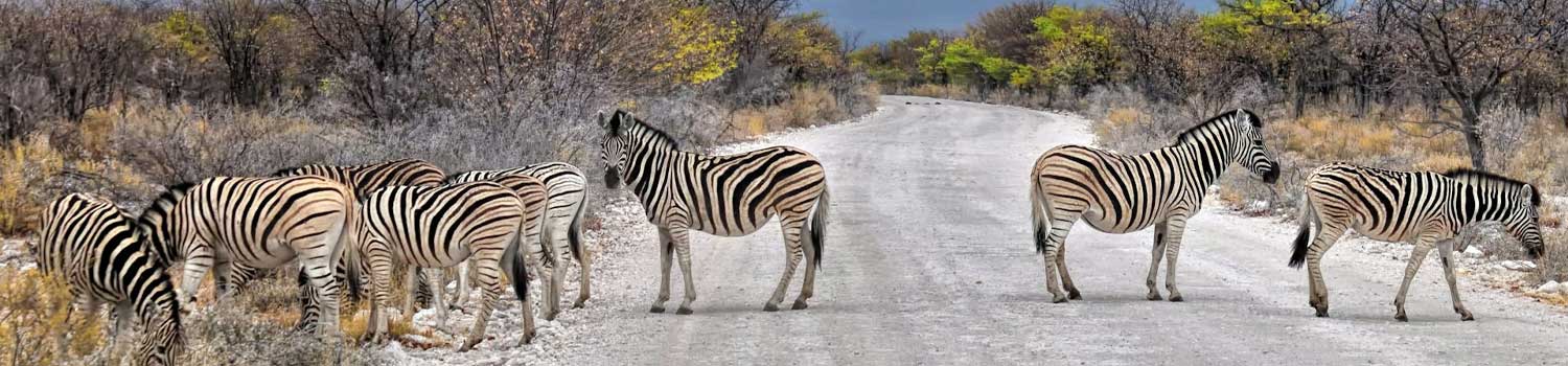 zebre attraversano la strada nella savana della Namibia