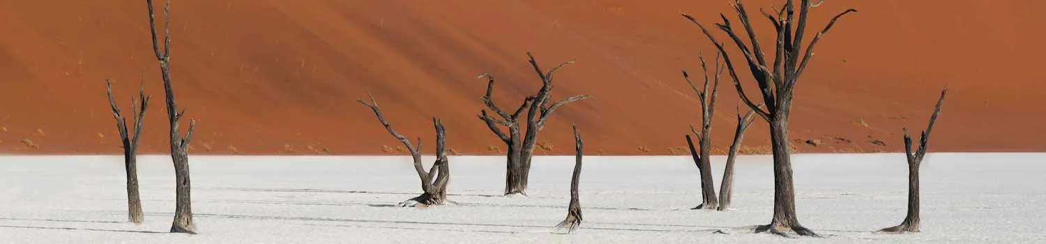 GLi alberi fossili a Deadvlei