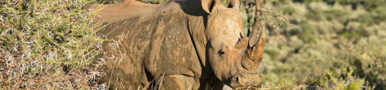 rinoceronte nella savana del Botswana