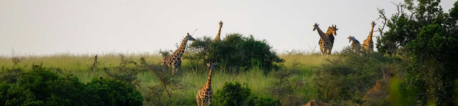 giraffe nella savana dell'uganda