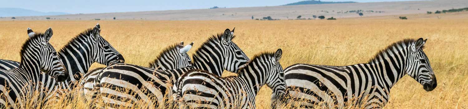 zebre al pascolo nella savana africana